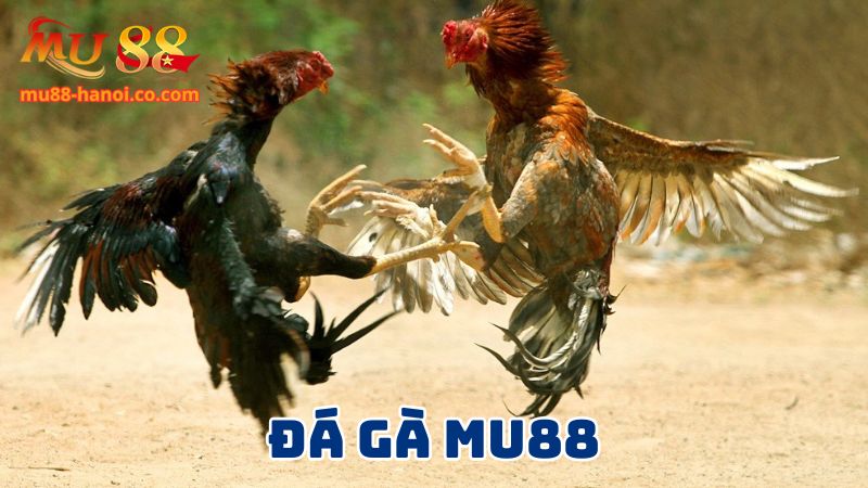 Chuyên mục đá gà chất lượng