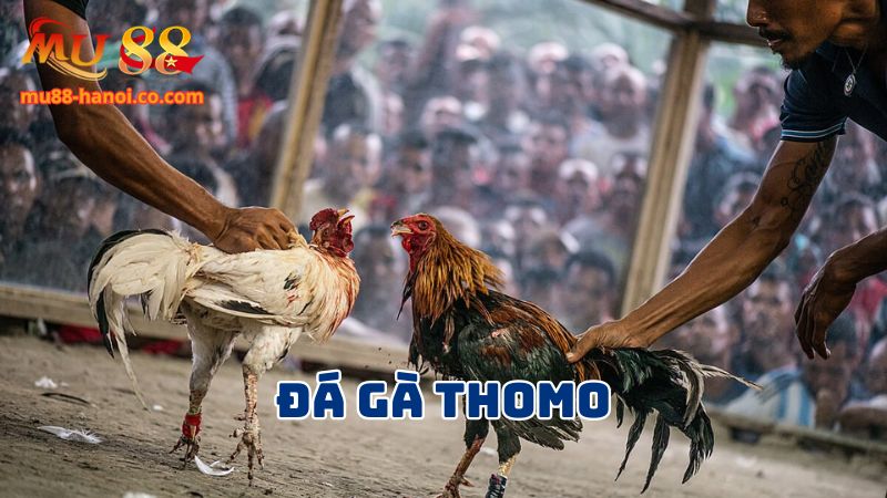 Đá gà Thomo rất được ưa chuộng