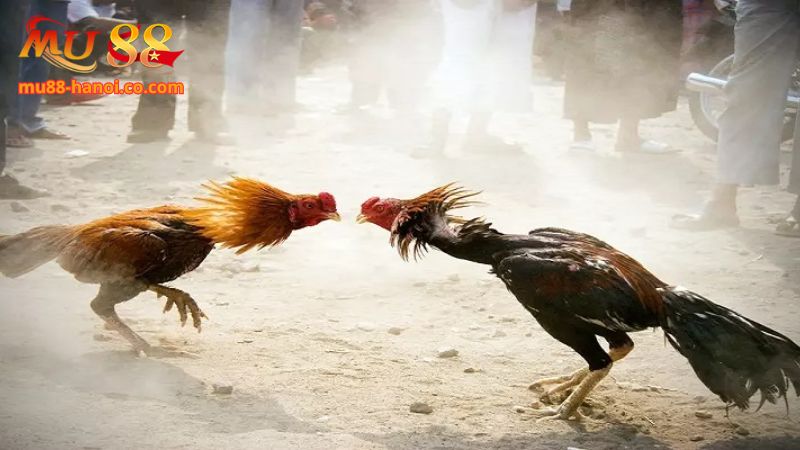 Trang chơi cung cấp nhiều kèo cược ngon