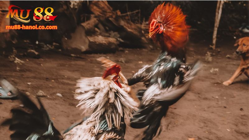 Ưu điểm hình thức cược gà Thomo